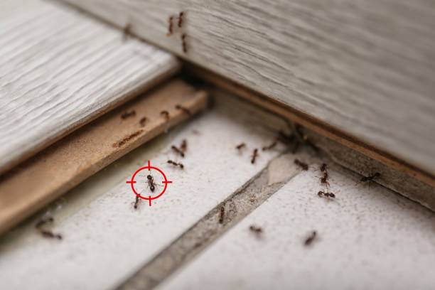 Best Wasp Removal Services  in Ainsworth, NE