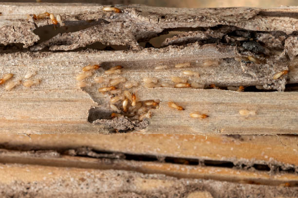 Best Mosquito Control Services  in Ainsworth, NE